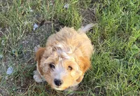 Aaron (purple), a male Poodle - Toy  and Cavachon for sale in Las Vegas, NV – 1 of 9