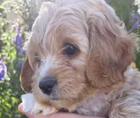 Rose (red), a female Poodle - Toy  and Cavachon for sale in Las Vegas, NV – 2 of 6