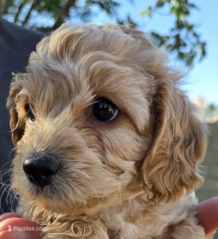 Aaron (purple) – Poodle - Toy , Cavachon puppy for sale in Las Vegas, NV