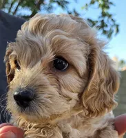 Aaron (purple), a male Poodle - Toy  and Cavachon for sale in Las Vegas, NV – 1 of 5