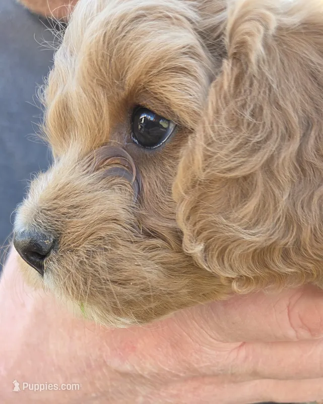 Lilly (yellow) – Poodle - Toy , Cavachon puppy for sale in Las Vegas, NV