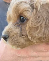 Lilly (yellow), a female Poodle - Toy  and Cavachon for sale in Las Vegas, NV – 1 of 5