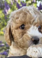Clover (white), a female Poodle - Toy  and Cavachon for sale in Las Vegas, NV – 4 of 8
