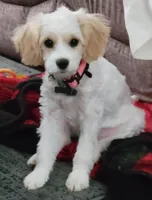 Camellia (pink), a female Poodle - Toy  and Cavachon for sale in Las Vegas, NV – 5 of 6