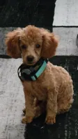 Camellia (pink), a female Poodle - Toy  and Cavachon for sale in Las Vegas, NV – 6 of 6