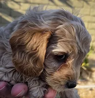 Aaron (purple), a male Poodle - Toy  and Cavachon for sale in Las Vegas, NV – 3 of 5