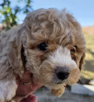 Clover (white), a female Poodle - Toy  and Cavachon for sale in Las Vegas, NV – 6 of 8