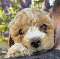 Clover (white), a female Poodle - Toy  and Cavachon for sale in Las Vegas, NV – 3 of 8