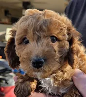 Clement (blue), a male Poodle - Toy  and Cavachon for sale in Las Vegas, NV – 3 of 6