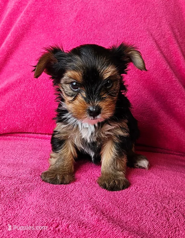 Shelby – Yorkshire Terrier puppy for sale in Owingsville, KY