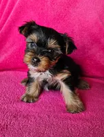 Morgan, a female Yorkshire Terrier for sale in Owingsville, KY – 2 of 2