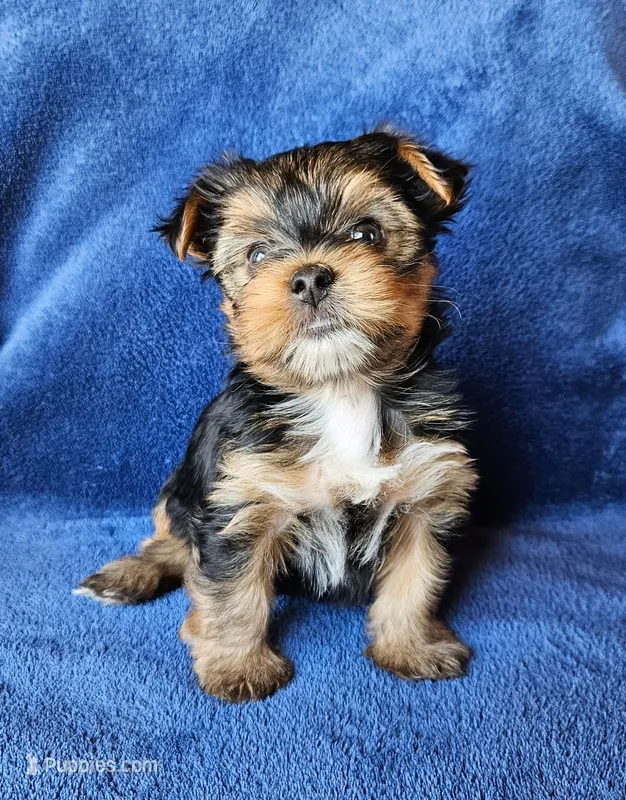 Aston – Yorkshire Terrier puppy for sale in Owingsville, KY