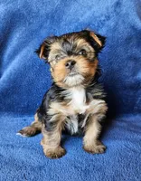 Aston, a male Yorkshire Terrier for sale in Owingsville, KY – 1 of 2