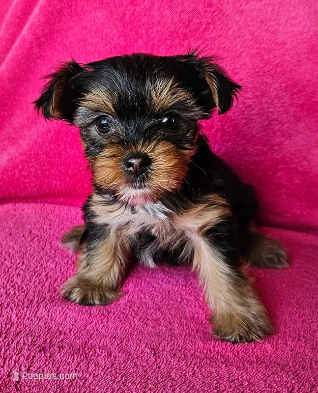 Morgan – Yorkshire Terrier puppy for sale in Owingsville, KY