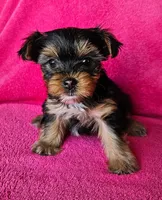 Morgan, a female Yorkshire Terrier for sale in Owingsville, KY – 1 of 2