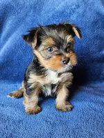 Aston, a male Yorkshire Terrier for sale in Owingsville, KY – 2 of 2