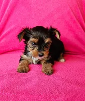 Shelby, a female Yorkshire Terrier for sale in Owingsville, KY – 2 of 2