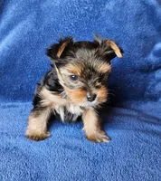Chevy, a male Yorkshire Terrier for sale in Owingsville, KY – 2 of 2