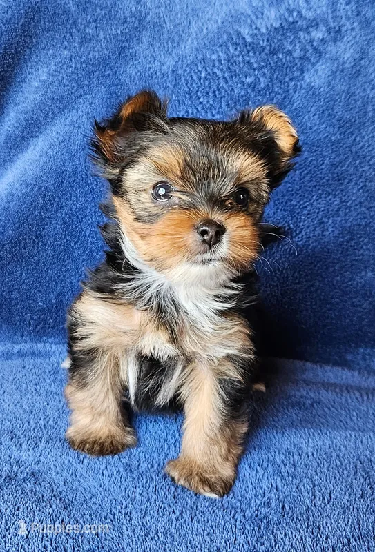 Chevy – Yorkshire Terrier puppy for sale in Owingsville, KY