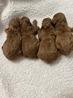 AKC RED, a female Poodle - Toy  for sale in Fort Mill, SC – Photo 5 of 6