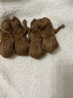 AKC RED, a female Poodle - Toy  for sale in Fort Mill, SC – Photo 2 of 6