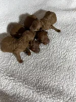 AKC RED, a female Poodle - Toy  for sale in Fort Mill, SC – Photo 3 of 6