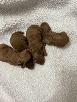 AKC RED, a female Poodle - Toy  for sale in Fort Mill, SC – Photo 1 of 6