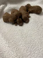 AKC RED, a female Poodle - Toy  for sale in Fort Mill, SC – Photo 4 of 6