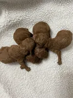 AKC RED, a female Poodle - Toy  for sale in Fort Mill, SC – Photo 6 of 6