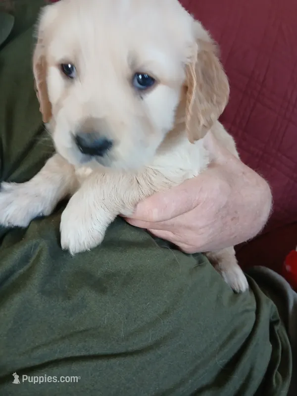 #2 – Golden Retriever puppy for sale in Wausau, WI