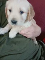 #2, a female Golden Retriever for sale in Wausau, WI – 1 of 1