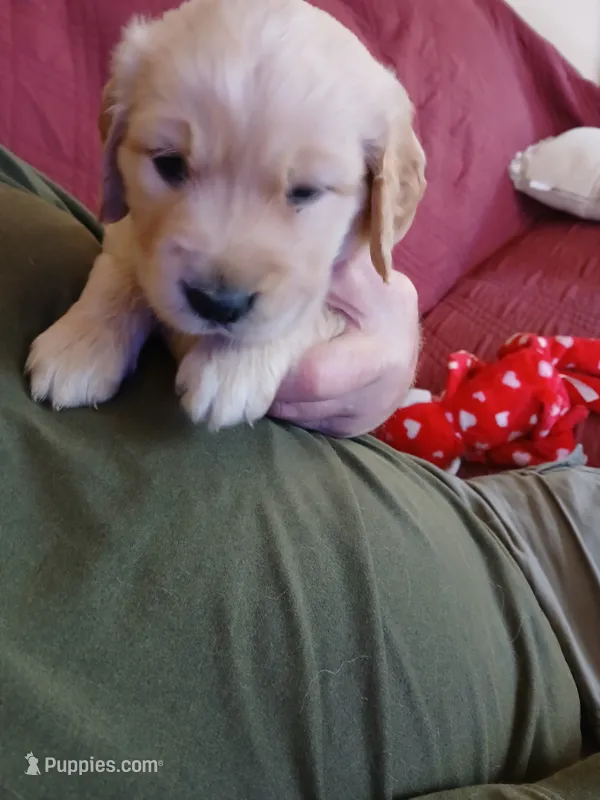 #1 – Golden Retriever puppy for sale in Wausau, WI
