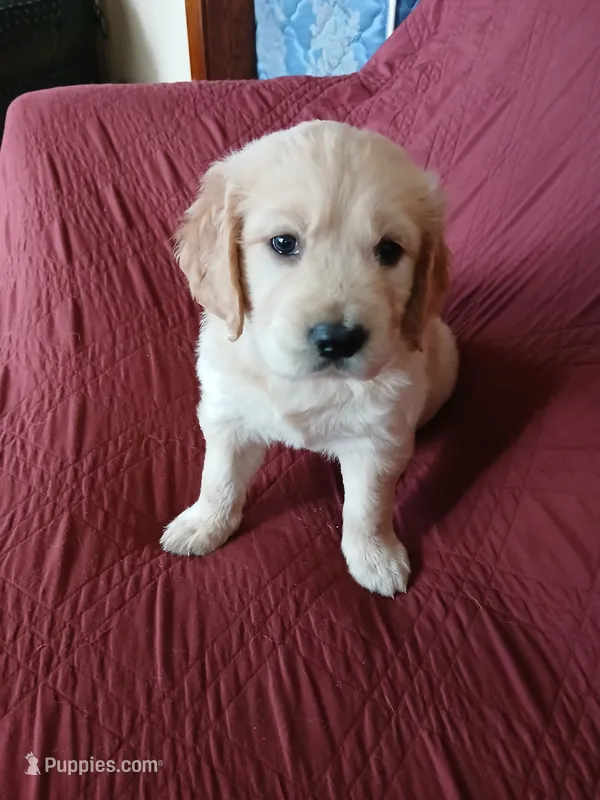 #2 – Golden Retriever puppy for sale in Wausau, WI