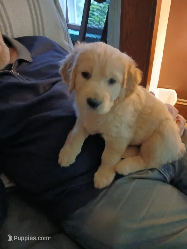 #2 – Golden Retriever puppy on hold in Wausau, WI