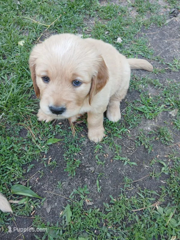 #1 – Golden Retriever puppy for sale in Wausau, WI