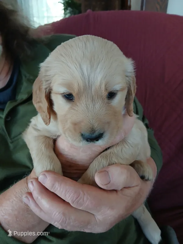 #3 – Golden Retriever puppy for sale in Wausau, WI