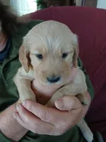 #3, a female Golden Retriever for sale in Wausau, WI – 1 of 1