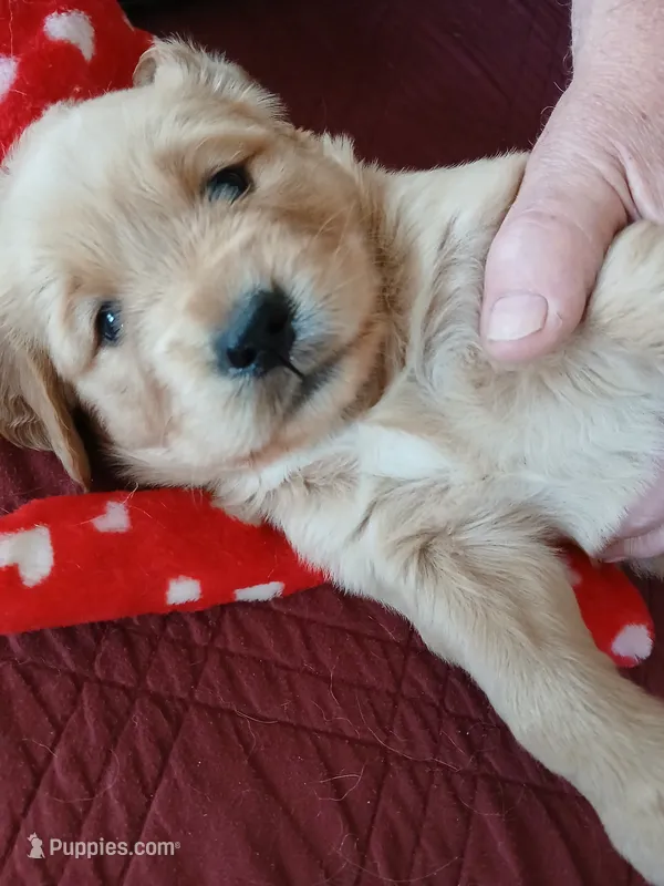 #4 – Golden Retriever puppy for sale in Wausau, WI