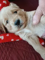 #4, a female Golden Retriever for sale in Wausau, WI – 1 of 1