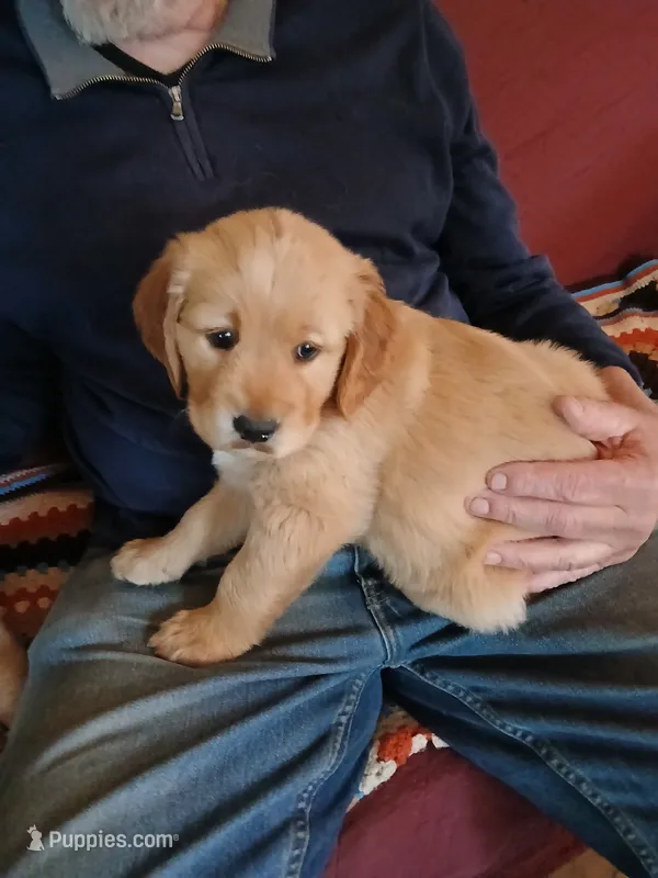 #1 – Golden Retriever puppy for sale in Wausau, WI