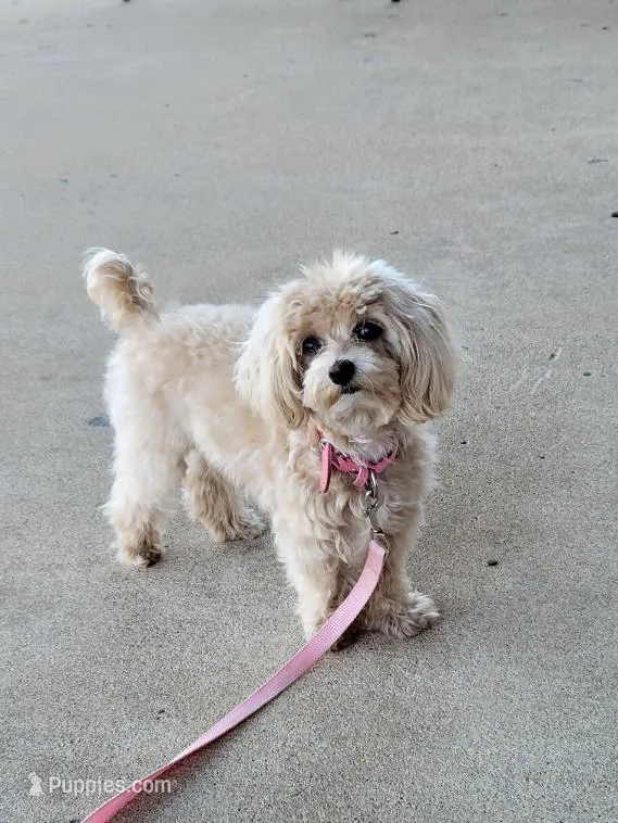 Ms Dolly- tiny – Maltipoo puppy for sale in Tahlequah, OK