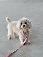 Ms Dolly- tiny, a female Maltipoo for sale in Tahlequah, OK – 1 of 6