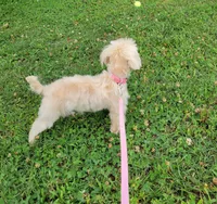 Ms Dolly /3.5lb (microchip) (spay 6-15-26), a female Maltipoo for sale in Tahlequah, OK – 2 of 6