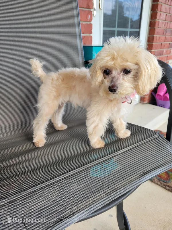 Ms Dolly /3.5lb (microchip) (spay 6-15-26) – Maltipoo puppy for sale in Tahlequah, OK