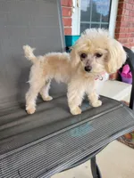 Ms Dolly /3.5lb (microchip) (spay 6-15-26), a female Maltipoo for sale in Tahlequah, OK – 1 of 6