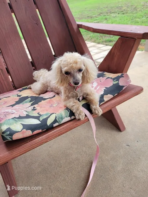 Ms Dolly- tiny – Maltipoo puppy for sale in Tahlequah, OK
