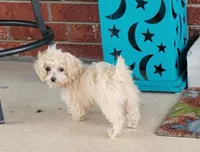 Ms Dolly, a female Maltipoo for sale in Tahlequah, OK – Photo 1 of 4