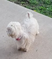 Ms Dolly, a female Maltipoo for sale in Tahlequah, OK – Photo 3 of 4