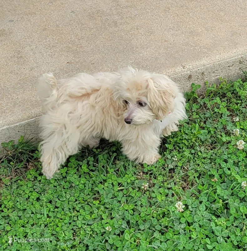 Ms Dolly – Maltipoo puppy for sale in Tahlequah, OK