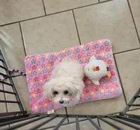 Ms Dolly, a female Maltipoo for sale in Tahlequah, OK – Photo 4 of 4
